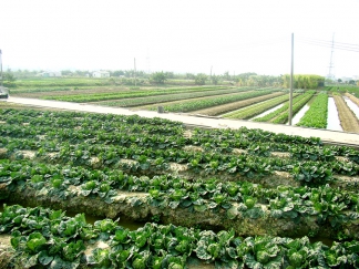 蔬菜种值基地