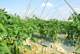 辣椒种植基地