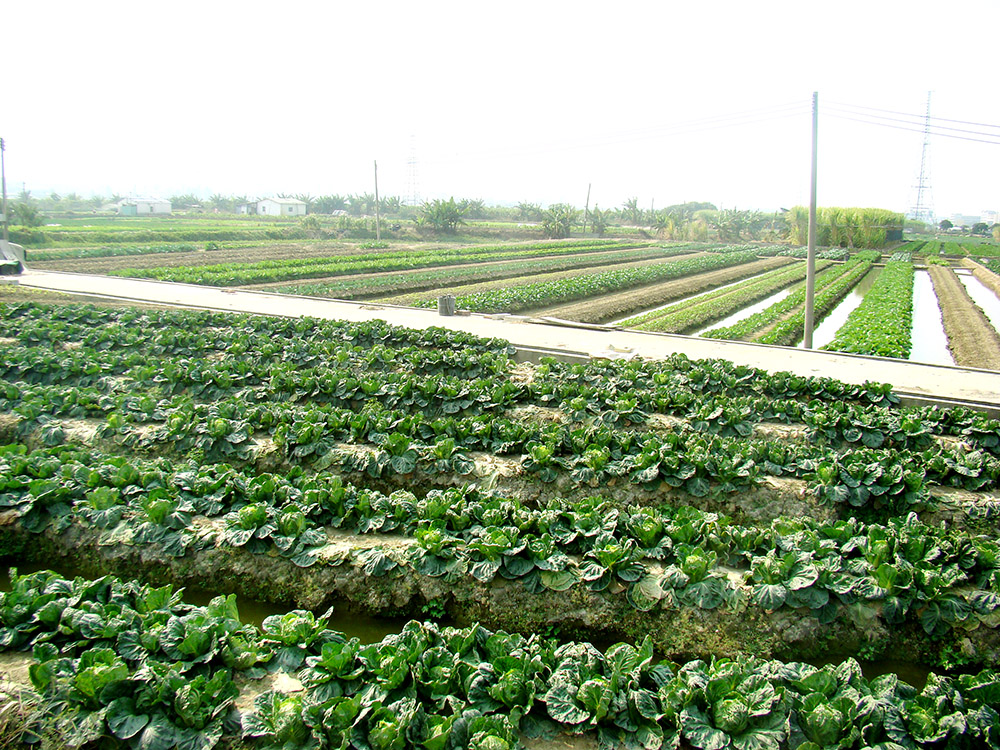 蔬菜种值基地